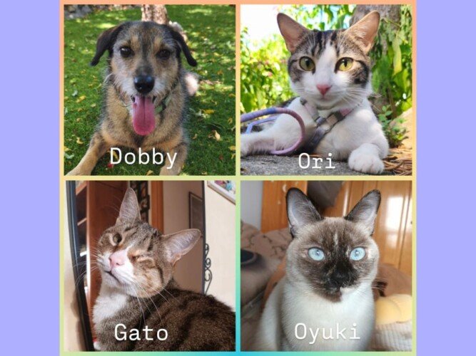 Maswicotas, perros y gatos adoptados, Booking La Pata Marketing