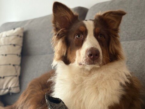 Maui, Pastor Australiano, modelo perruno de La Pata Marketing, agencia de pet marketing en Madrid, fundada por Gabriela Rivera