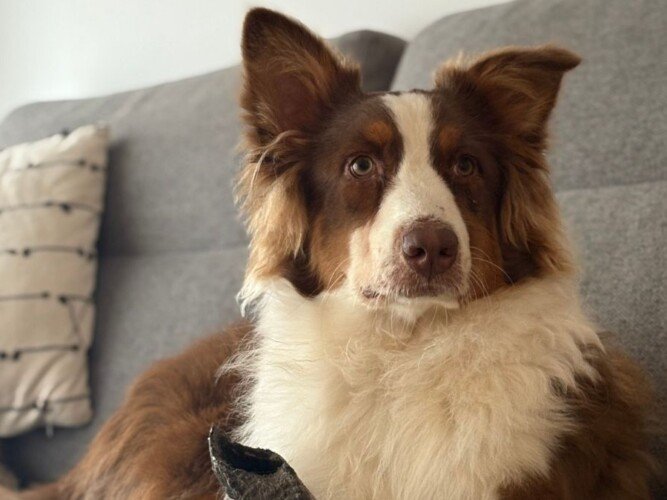 Maui, Pastor Australiano, modelo perruno de La Pata Marketing, agencia de pet marketing en Madrid, fundada por Gabriela Rivera