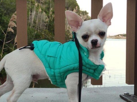 Milo Chihuahua, modelo perruno de La Pata Marketing, agencia de pet marketing en Madrid, fundada por Gabriela Rivera