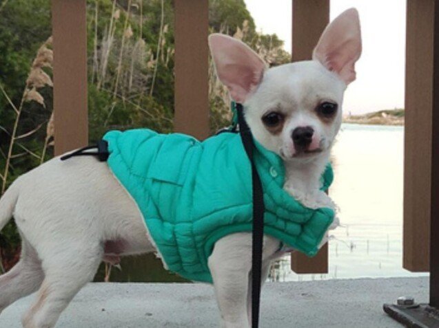 Milo Chihuahua Booking La Pata Marketing Milo Chihuahua, modelo perruno de La Pata Marketing, agencia de pet marketing en Madrid, fundada por Gabriela Rivera