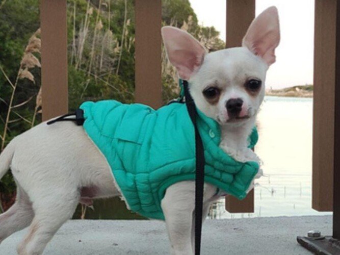 Milo Chihuahua, modelo perruno de La Pata Marketing, agencia de pet marketing en Madrid, fundada por Gabriela Rivera