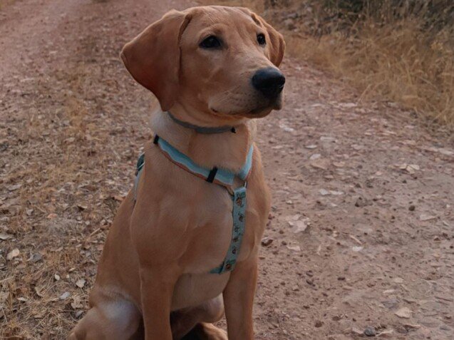 Milo Labrador de Abantueso, modelo perruno de La Pata Marketing, agencia de pet marketing en Madrid, fundada por Gabriela Rivera