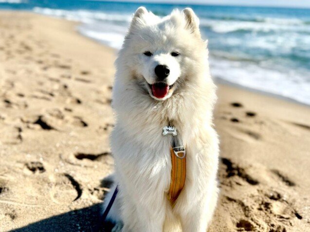 Mozzi, Samoyedo, modelo perruna de La Pata Marketing, agencia de pet marketing en Madrid, fundada por Gabriela Rivera
