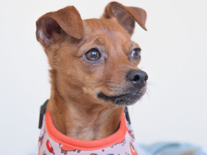 Nala Nalita, Booking La Pata Marketing