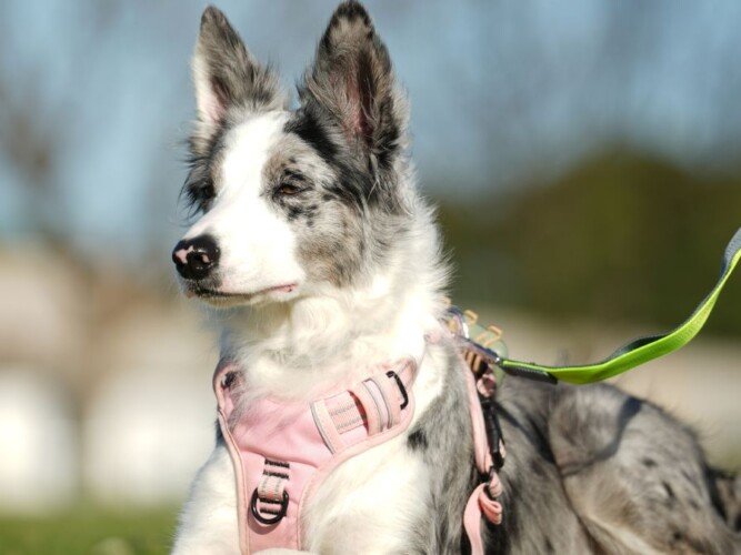 Nala Naluski Border Collie, modelo perruna de La Pata Marketing, agencia de pet marketing en Madrid, fundada por Gabriela Rivera