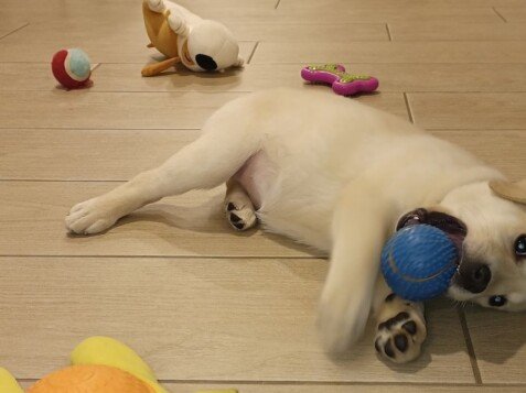 Nala Tov, Labrador, modelo perruna de La Pata Marketing, agencia de pet marketing en Madrid, fundada por Gabriela Rivera