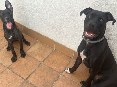 Nami e Ivy, perritas adoptadas, modelos perrunas de La Pata Marketing, agencia de pet marketing en Madrid, fundada por Gabriela Rivera