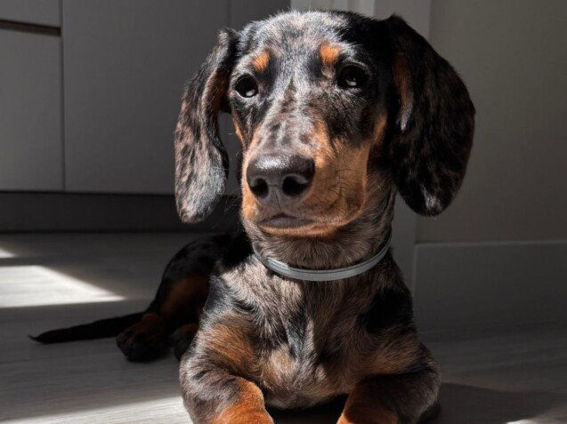 Nilo, Teckel Arlequín, Booking La Pata Marketing Nilo, Teckel Arlequín, modelo perruno de La Pata Marketing, agencia de pet marketing en Madrid, fundada por Gabriela Rivera