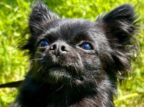 Nitze, Chihuahua pelo largo, modelo perruno de La Pata Marketing, agencia de pet marketing en Madrid, fundada por Gabriela Rivera