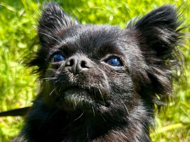 Nitze, Chihuahua pelo largo, modelo perruno de La Pata Marketing, agencia de pet marketing en Madrid, fundada por Gabriela Rivera