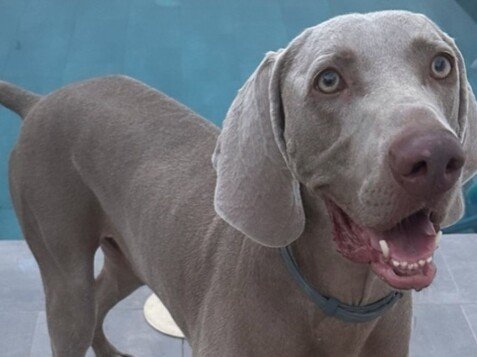 Odin Perro Sapiens Braco de Weimar adoptado La Pata Marketing Odin Perro Sapiens Braco de Weimar adoptado, modelo perruno de La Pata Marketing, agencia de pet marketing en Madrid, fundada por Gabriela Rivera