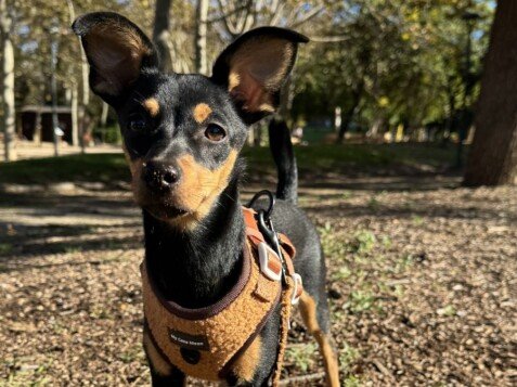 Ona, Pinscher, Booking La Pata Marketing Ona, Pinscher, modelo perruna de La Pata Marketing, agencia de pet marketing en Madrid, fundada por Gabriela Rivera
