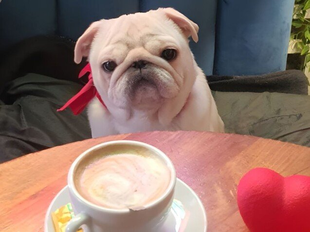 Pablo Carlino, modelo perruno de La Pata Marketing, agencia de pet marketing en Madrid, fundada por Gabriela Rivera