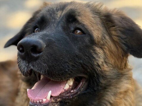 Pandora, Mastín, modelo perruna de La Pata Marketing, agencia de pet marketing en Madrid, fundada por Gabriela Rivera