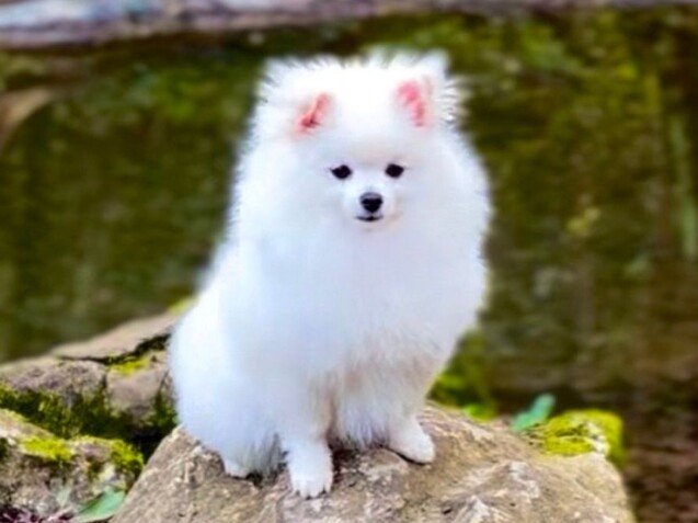 Paris Pomerania, modelo perruna de La Pata Marketing, agencia de pet marketing en Madrid, fundada por Gabriela Rivera