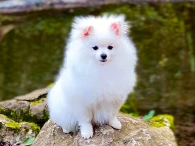 Paris Pomerania, modelo perruna de La Pata Marketing, agencia de pet marketing en Madrid, fundada por Gabriela Rivera