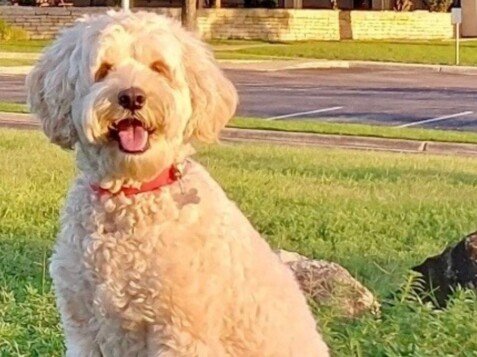 Percy Australian Labradoodle, modelo perruno de La Pata Marketing, agencia de pet marketing en Madrid, fundada por Gabriela Rivera