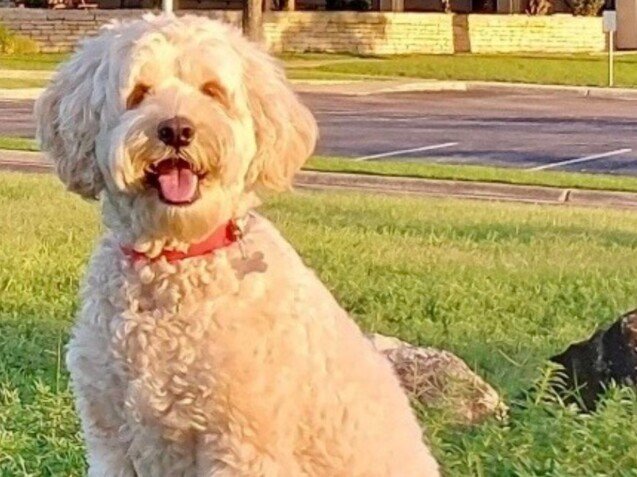 Percy Australian Labradoodle La Pata Marketing Percy Australian Labradoodle, modelo perruno de La Pata Marketing, agencia de pet marketing en Madrid, fundada por Gabriela Rivera