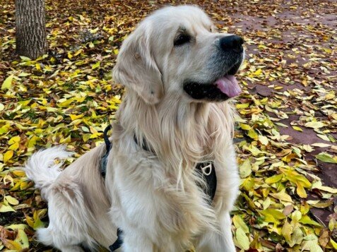 Río, Golden Retriever, modelo perruno de La Pata Marketing, agencia de pet marketing en Madrid, fundada por Gabriela Rivera