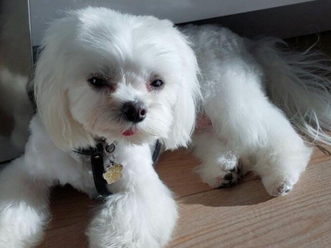 Rocky, Bichón Maltés, modelo perruno de La Pata Marketing, agencia de pet marketing en Madrid, fundada por Gabriela Rivera