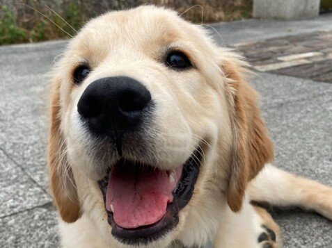 Roi, Golden Retriever, modelo perruno de La Pata Marketing, agencia de pet marketing en Madrid, fundada por Gabriela Rivera