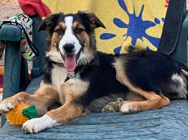 Roma Romi Border Collie, modelo perruna de La Pata Marketing, agencia de pet marketing en Madrid, fundada por Gabriela Rivera