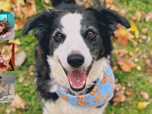 Roma Rominchiii, Border Collie, modelo perruna de La Pata Marketing, agencia de pet marketing en Madrid, fundada por Gabriela Rivera