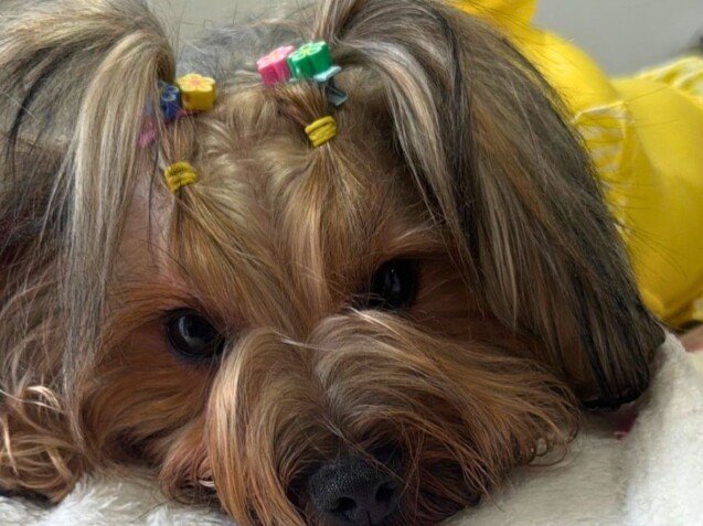 Rubí Yorkshire Terrier, modelo perruna de La Pata Marketing, agencia de pet marketing en Madrid, fundada por Gabriela Rivera