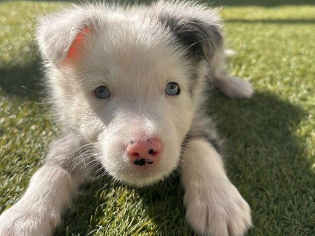 Shanghái Border Collie Merle en La Pata Marketing