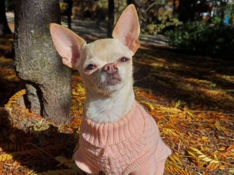 Sofi, Chihuahua, Booking La Pata Marketing Sofi, Chihuahua, modelo perruna de La Pata Marketing, agencia de pet marketing en Madrid, fundada por Gabriela Rivera