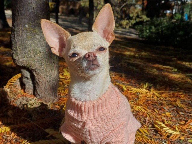 Sofi, Chihuahua, modelo perruna de La Pata Marketing, agencia de pet marketing en Madrid, fundada por Gabriela Rivera