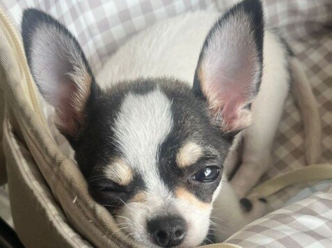 Stitch, Chihuahua, modelo perruno de La Pata Marketing, agencia de pet marketing en Madrid, fundada por Gabriela Rivera