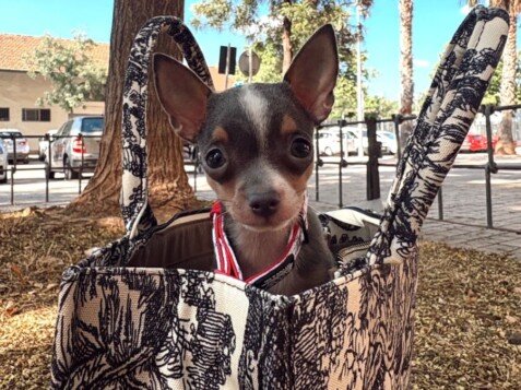Stitch, Chihuahua Toy, modelo perruno de La Pata Marketing, agencia de pet marketing en Madrid, fundada por Gabriela Rivera