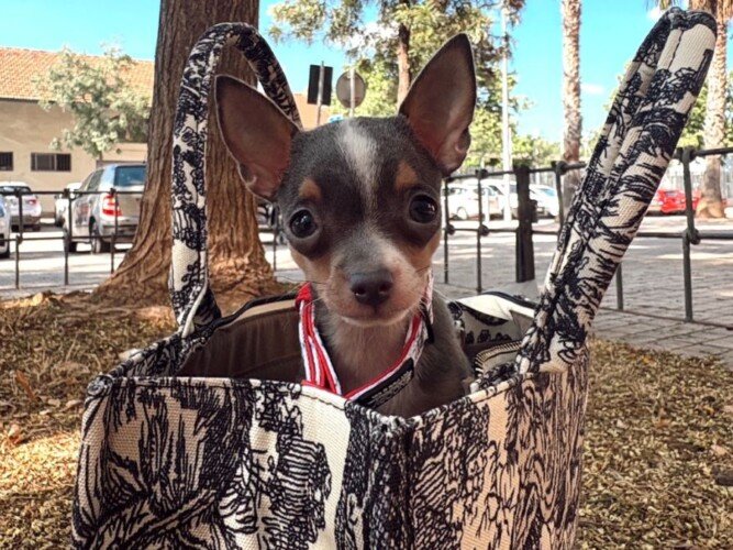 Stitch, Chihuahua Toy, modelo perruno de La Pata Marketing, agencia de pet marketing en Madrid, fundada por Gabriela Rivera