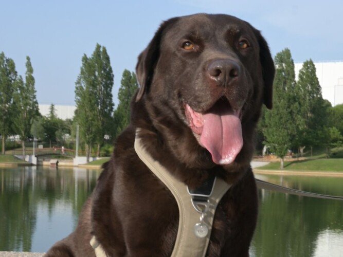 Tayson, Labrador, modelo perruno de La Pata Marketing, agencia de pet marketing en Madrid, fundada por Gabriela Rivera
