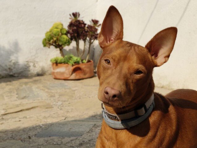 Thor Podenco, modelo perruno de La Pata Marketing, agencia de pet marketing en Madrid, fundada por Gabriela Rivera