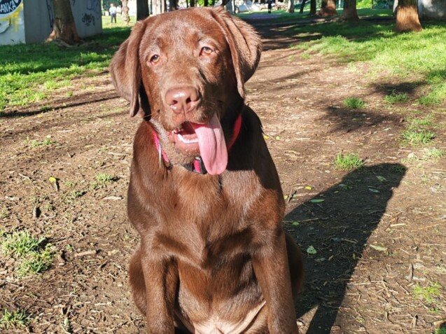 Turbo Labrador, modelo perruno de La Pata Marketing, agencia de pet marketing en Madrid, fundada por Gabriela Rivera