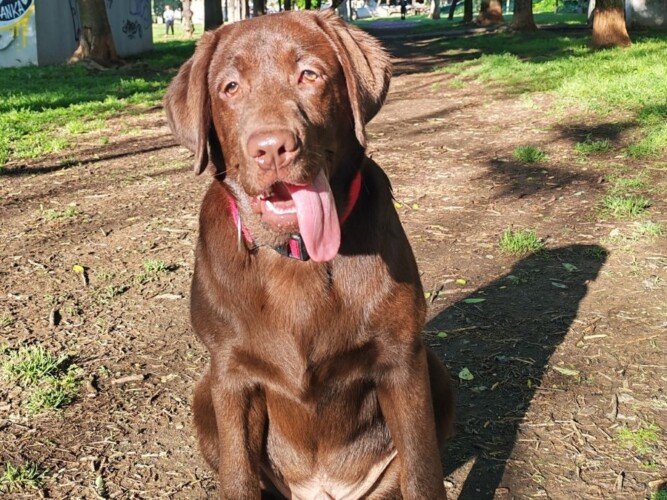 Turbo Labrador, modelo perruno de La Pata Marketing, agencia de pet marketing en Madrid, fundada por Gabriela Rivera