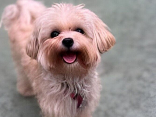 Turrón, Maltipoo, modelo perruno de La Pata Marketing, agencia de pet marketing en Madrid, fundada por Gabriela Rivera