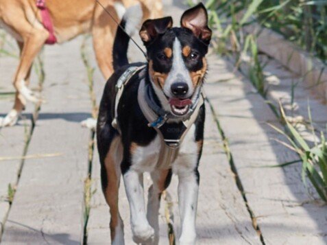Tyr, Bodeguero y Border Collie, modelo perruno de La Pata Marketing, agencia de pet marketing en Madrid, fundada por Gabriela Rivera