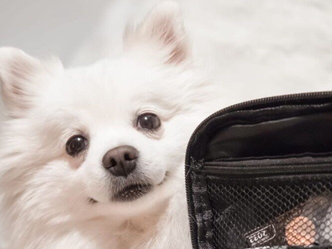 Vaiana, perra Pomerania, modelo perruna de La Pata Marketing, agencia de pet marketing en Madrid, fundada por Gabriela Rivera