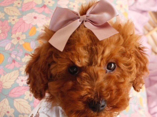 bloom, caniche, toy, la pata marketing, agencia de pet marketing en madrid