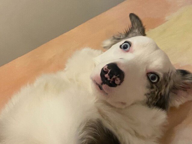 blue, border collie, doble merle, la pata marketing, agencia de pet marketing en madrid