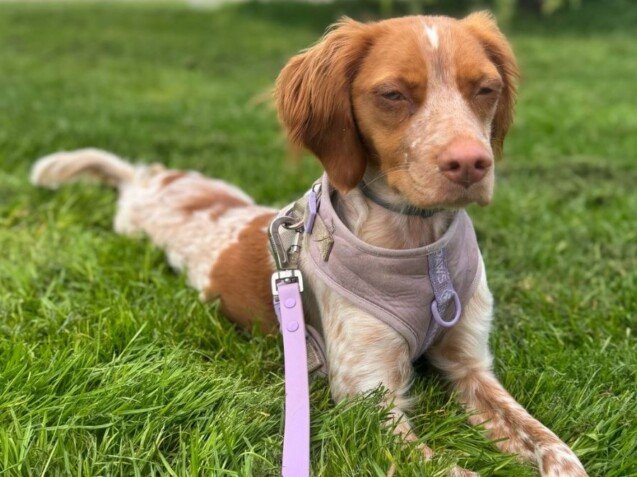 chai, spaniel, breton, la pata marketing, agencia de pet marketing en madrid