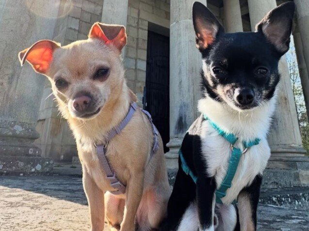coco, y, goofy, perros, raza, chihuahua, la pata marketing, agencia de pet marketing en madrid