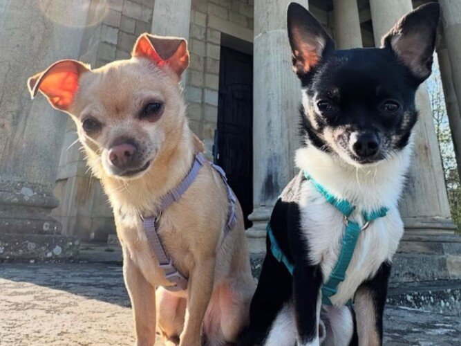 coco, y, goofy, perros, raza, chihuahua, la pata marketing, agencia de pet marketing en madrid
