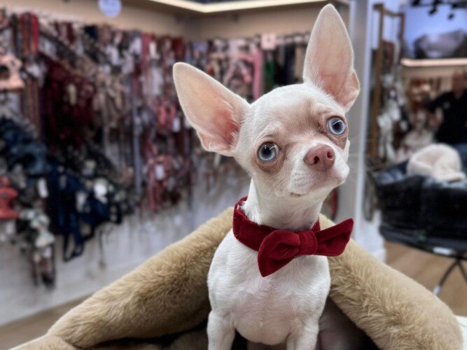 colton, chihuahua, albino, la pata marketing, agencia de pet marketing en madrid