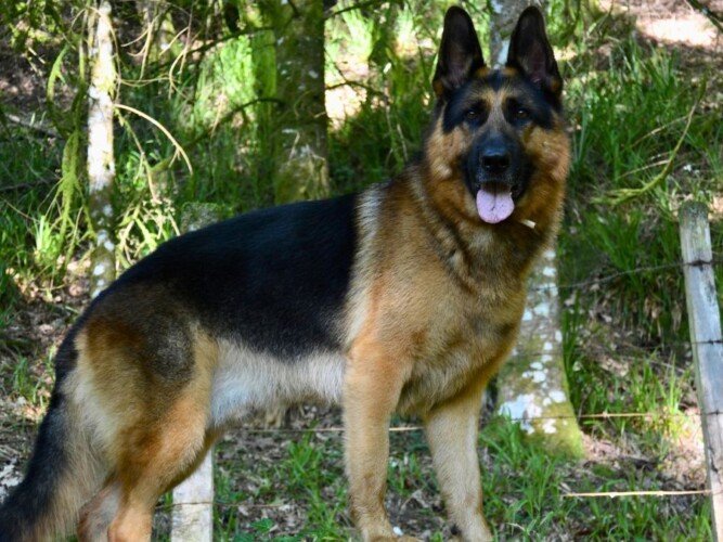 dairon, pastor, aleman, la pata marketing, agencia de pet marketing en madrid