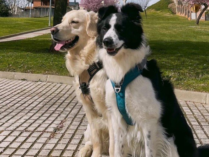 dollyo y duko, border collie, golden retriever, la pata marketing, agencia de pet marketing en madrid